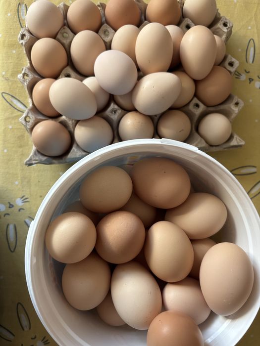 Oua de casa de vanzare