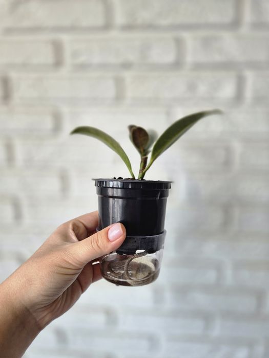 Продам Фикус Мелани