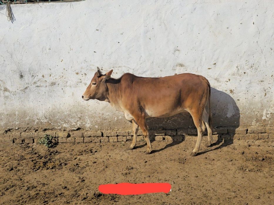 Продаётся индийский коровы