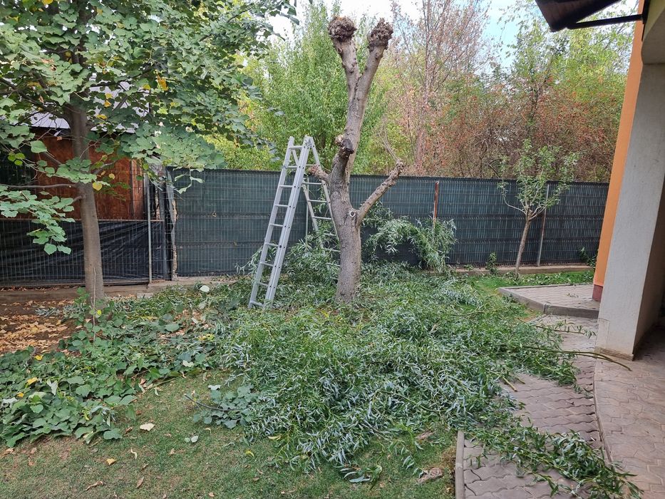 Dobor si toaletez pomi