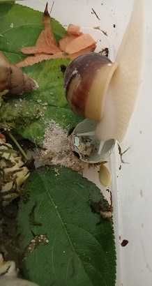 Домашние улиточки Ахатины