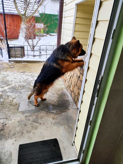 Продавам немска овчарка