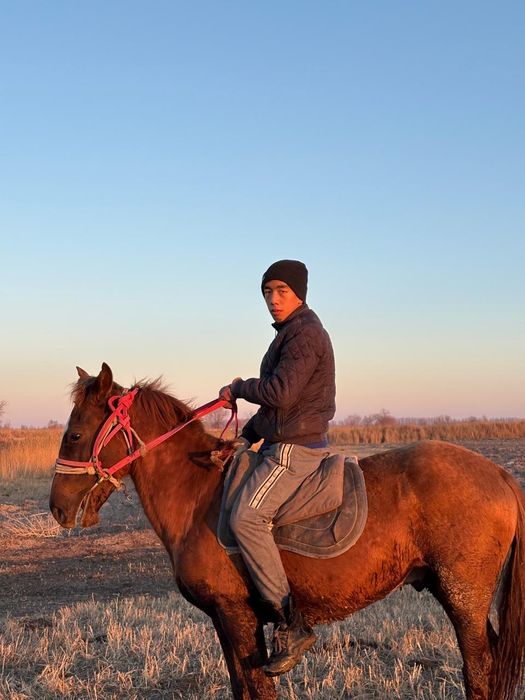 Құнан сатылады полукровный