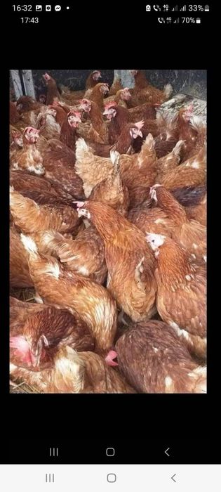 Găini roșii de oua