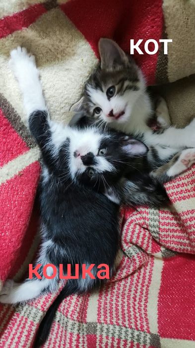 Отдам котят бесплатно