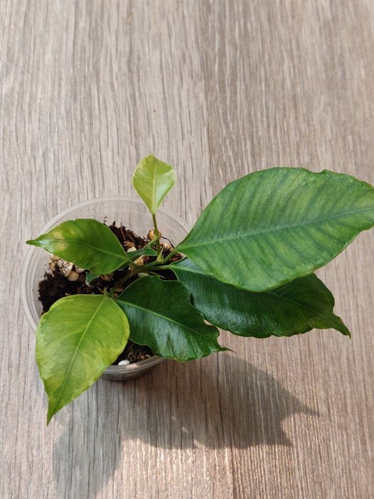 Фикус ( комнатное растение)