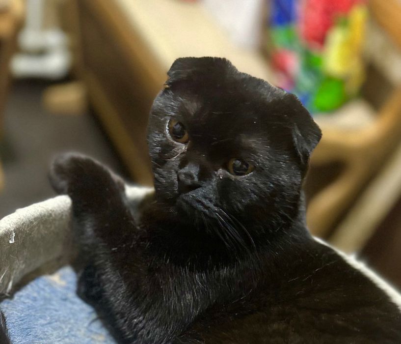 Котик шотландский вислоухий