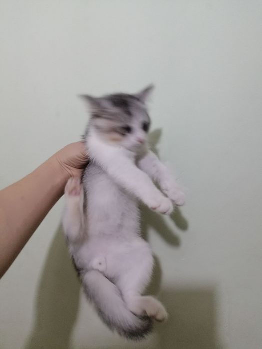 Продается котята хорошие