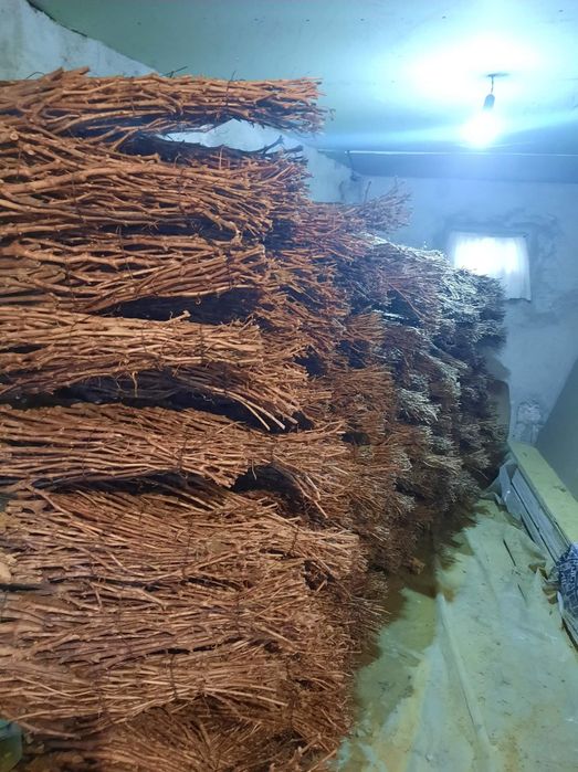 Viță Hibridă anul 3