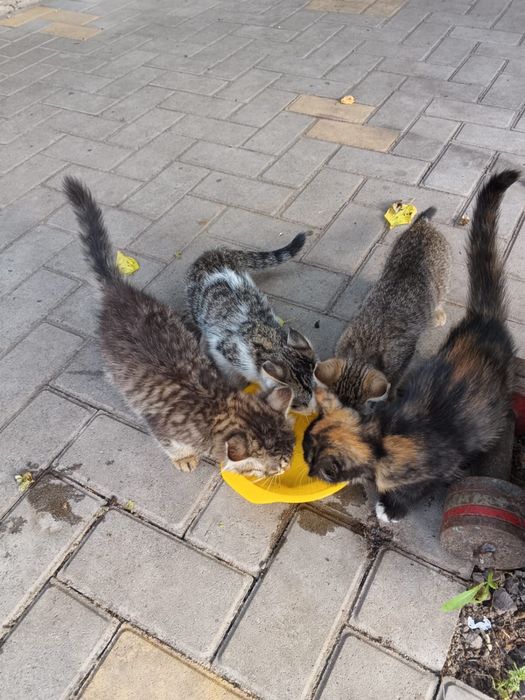 Котята бесплатно
