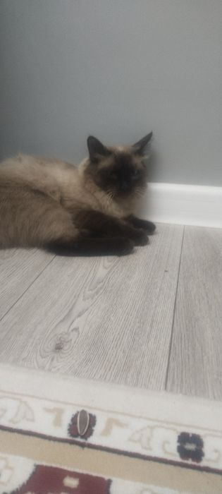 Дамашны кошка 2 жаста