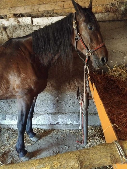 Cai de vanzare sau accept și schimburi