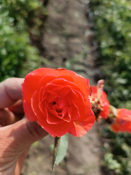 Atirgul koʻchatlari sotiladi