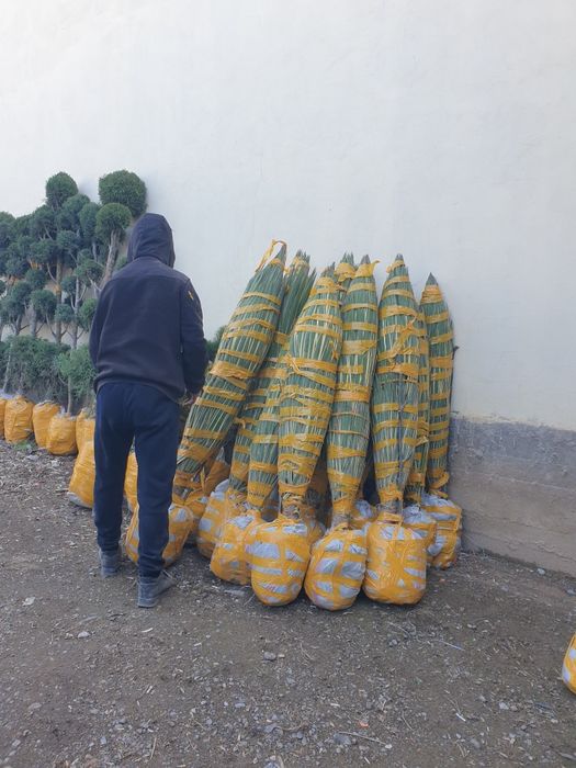 Саженцы кошет барлыгы бар