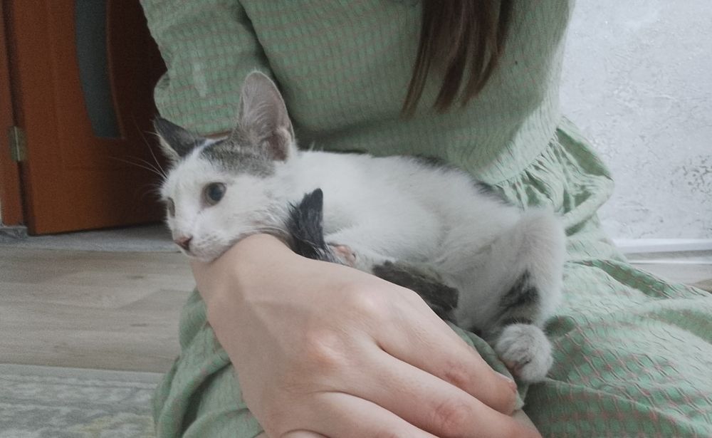 Котенок ласковый