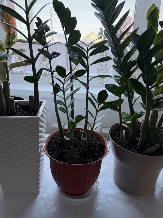 Продам замиокулькас долларовое дерево