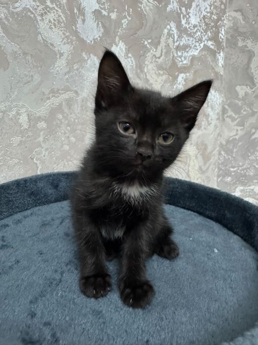Котята с доставкой
