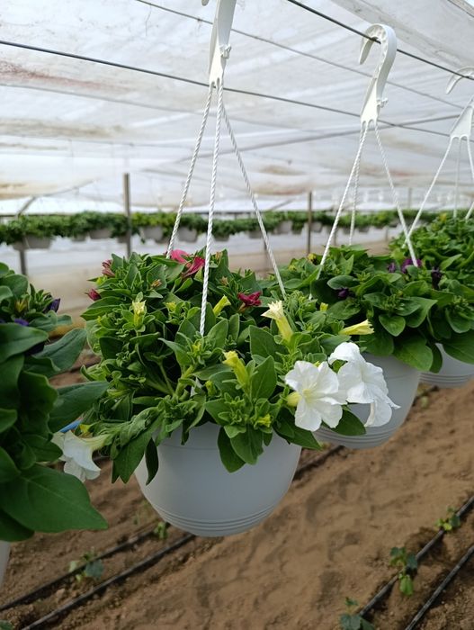 Petunia și mușcate de vânzare