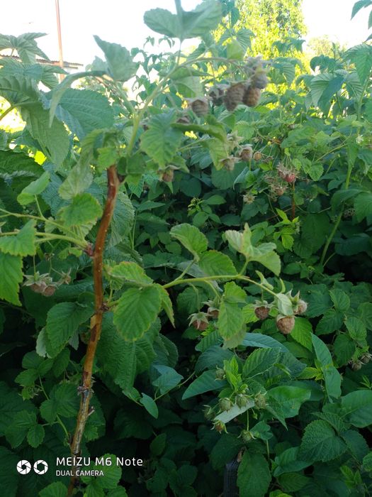 Продаю дачу цветущий сад