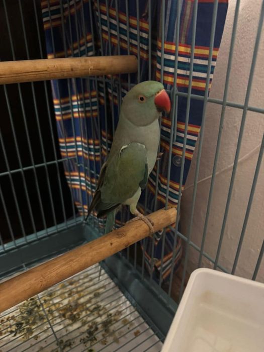 Vând papagal rasa Micul Alexandru