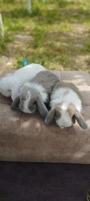 Karlik quyonchalar sotuvda 100 mindan