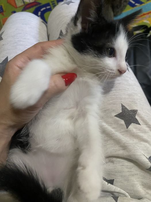Котенок приучен к лотку
