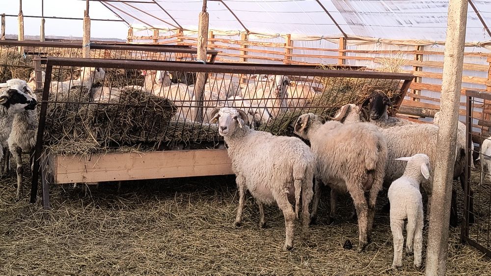 De vânzare oi cu miei