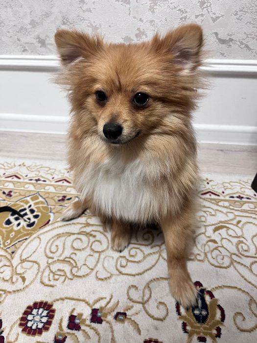 Продам щенка шпица