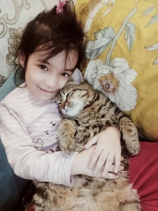 Британский кот страйт