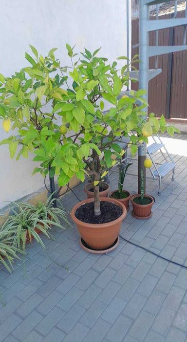 Vind LAMAI  ALTOIT  cu fructe tot anul .