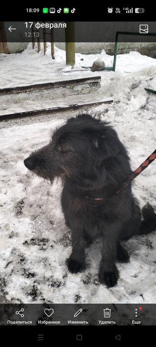 Отдаем девчулек - красотулек ответственным  людям.