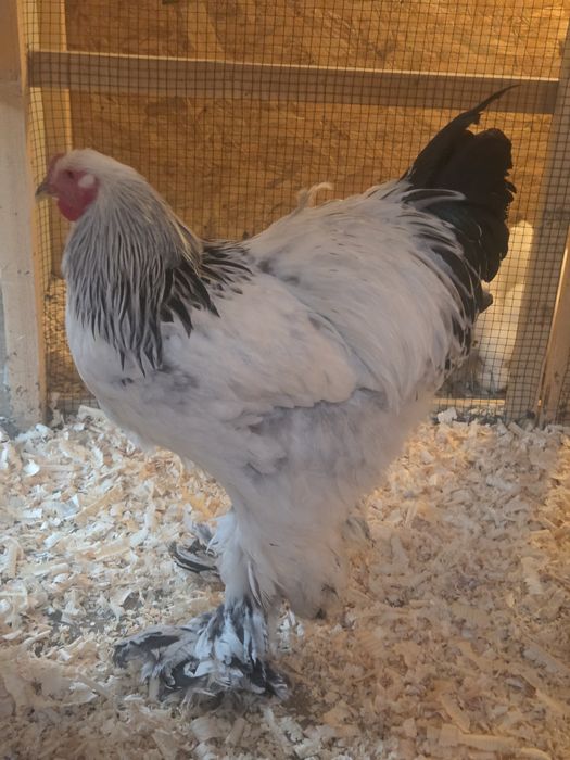 Cocosi Brahma Hd tineri