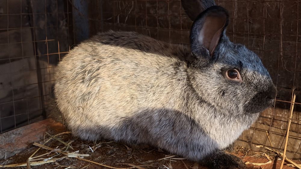 Кролики серебро
