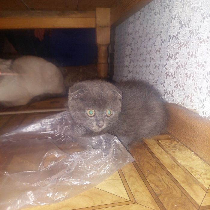 Отдам котят в добрые руки