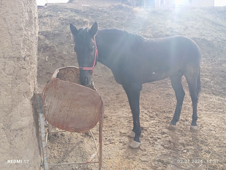 Киргиз парода от купкари учун