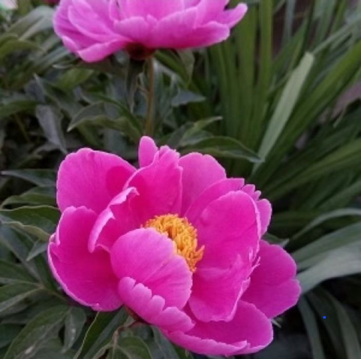 Цветы,    цветы.