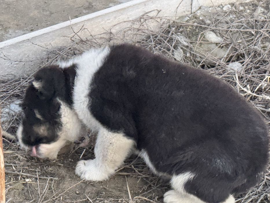 Алабай, щенок Alabay.