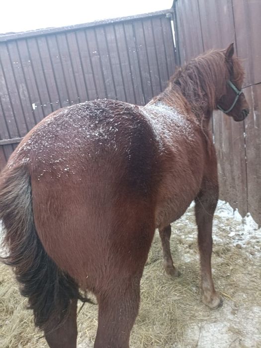 Продам двух лошадей