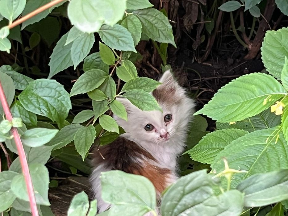 Котята Кот Котенок