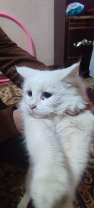 Turkish angora (odd eyes) ikki xil koʻzli
Ko‘zlari