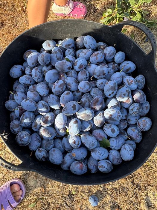 Prune de vanzare,nestropite de loc-proaspete și naturale