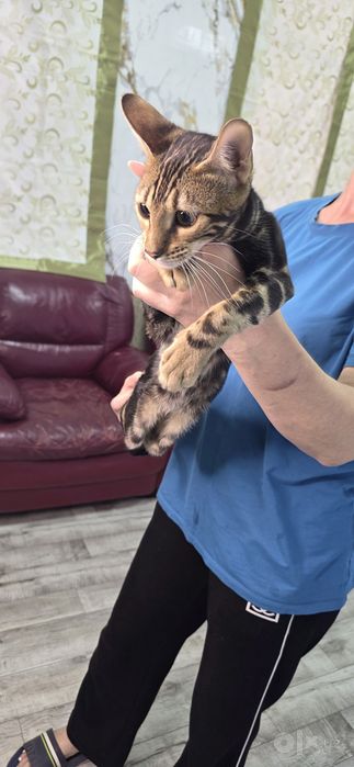 Бенгальский кот чисто кровный