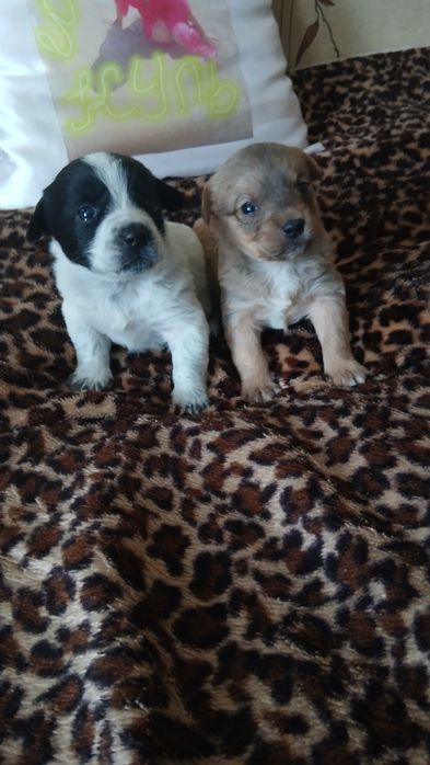 Отдам щенков.     .