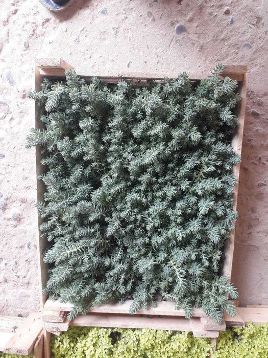 Саженцы Девичьего винограда и Жимолист (Каприфоль) - вьющиеся