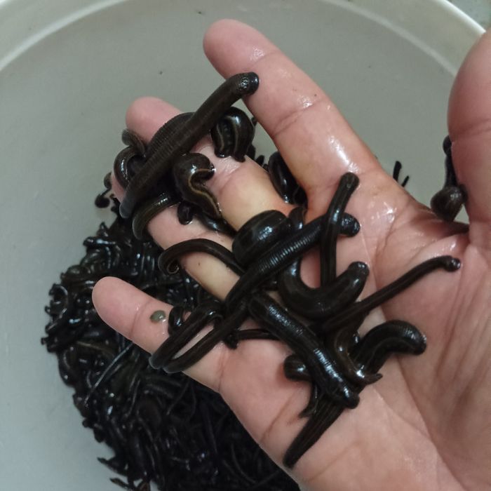 Zuluk пиявки Sotiladi