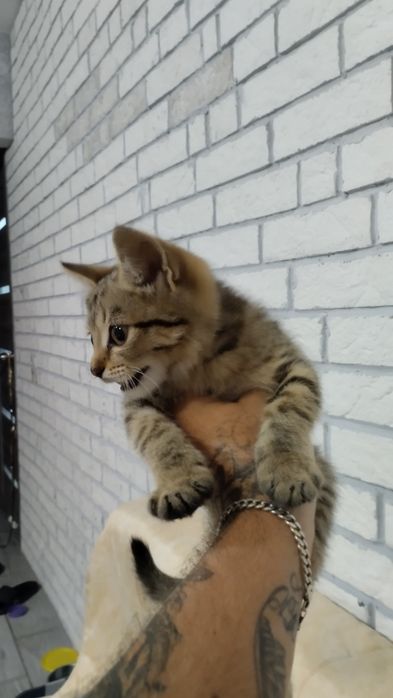 Отдам котенка, мальчик