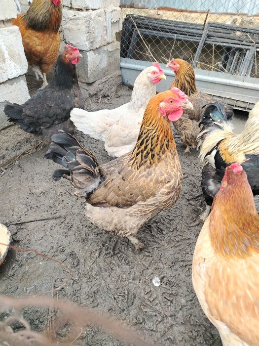 Куры несушки восем штук