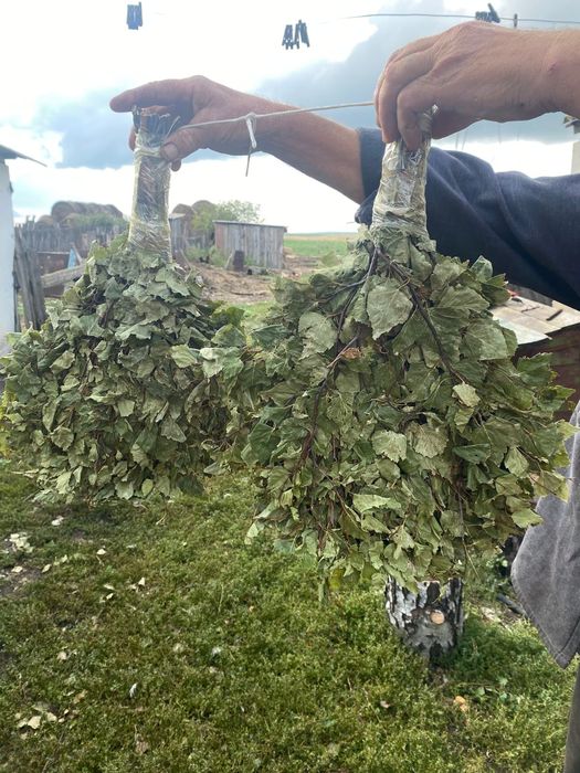 Продам берёзовые веники