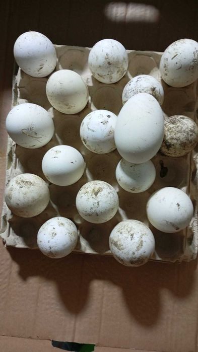 oua gasca africana pentru incubat