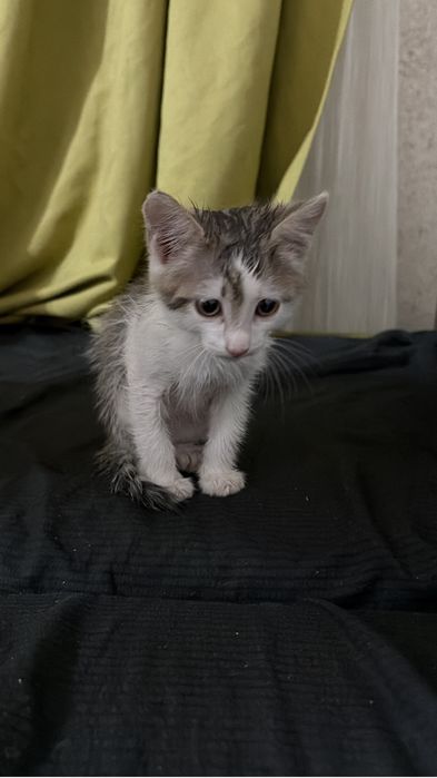 Отдам котёнка в добрые руки